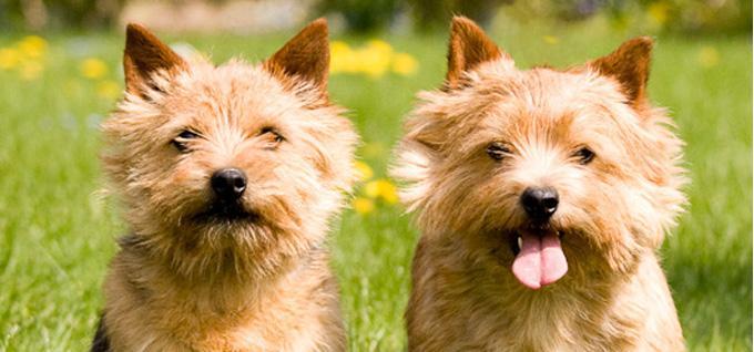 norwich terriers cruft winners